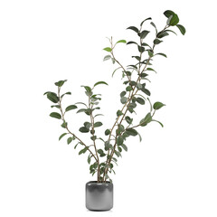 Fototapeta premium Elegant potted plant with lush green leaves.