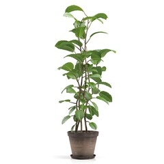 Fototapeta premium Tall potted green plant with glossy leaves.
