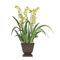 Elegant orchid plant in a decorative pot.