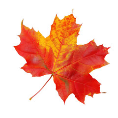 Obraz premium and keyword list based on the image you sent.. Vibrant Maple Leaf Displayed on Plain Background, Autumn in Focus.