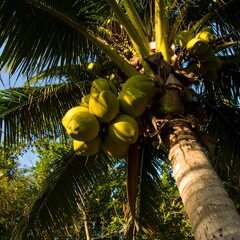 Coconut tree with coconuts