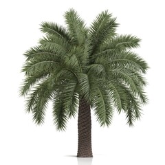 Lush green palm tree on a white background.