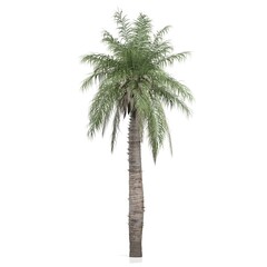 Tall palm tree with lush green fronds.