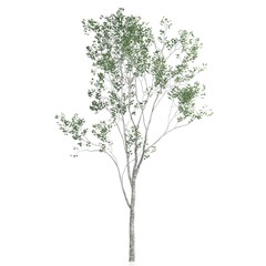 Obraz premium Delicate tree with sparse green foliage.