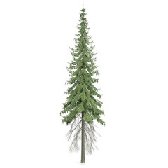 Tall pine tree on a white background