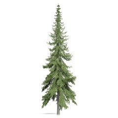 Tall evergreen tree with lush green foliage
