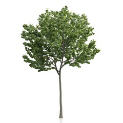 Fototapeta premium Lush green tree against a white background