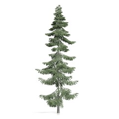 Tall pine tree on a white background