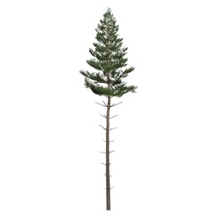 Tall evergreen tree with symmetrical branches.