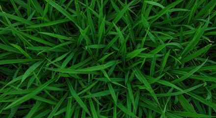 Lush Green Grass Blades: A Vibrant Natural Texture Close-Up