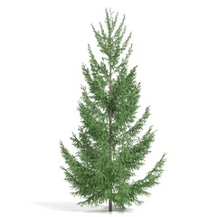 Lush green Christmas pine tree on a white background.