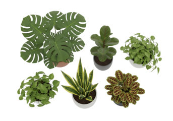 clipping path of interior plants top view on white background