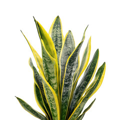 Snake plant with yellow edges isolated on transparent background