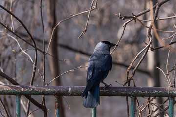 Raven birds in the spring park