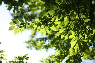 Beautiful tree with green leaves growing outdoors, closeup