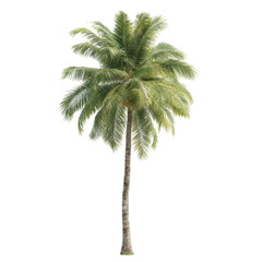 Fototapeta premium Palm tree with fronds isolated on transparent background