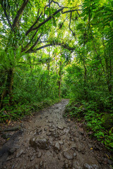 Along the Manoa Falls Trail on Oahu, HI