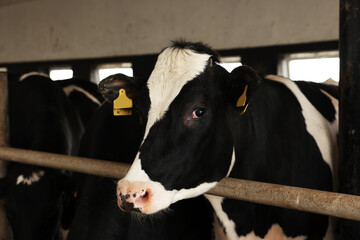 Cute cow near fence inside cowshed in dairy farm