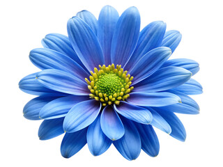   blue flower  isolated on white background PNG,AI GENERATED