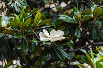Beautiful white magnolia blooming in the park