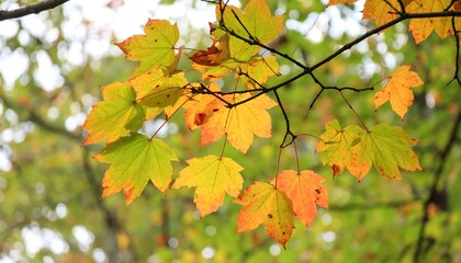 Fototapeta premium Autumn leaves on a branch in vibrant colors.