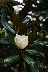 Beautiful white magnolia blooming in the park