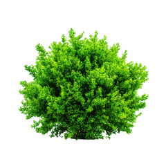 Obraz premium Green bush plant foliage isolated on transparent background