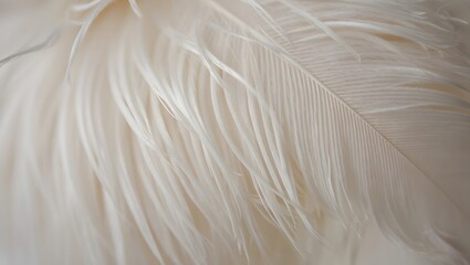 Obraz premium Delicate Elegance White Feather Close Up Macro Soft Texture Light Background Fluffy Detailed Plume Bird Beauty