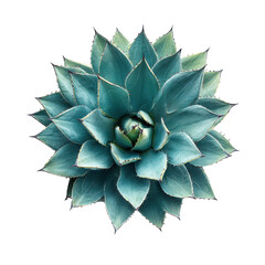 Blue agave plant top view isolated on transparent background