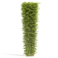 Tall bamboo cluster against a white background.