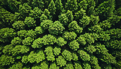 Le paysage forestier luxuriant