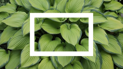Lush green hosta leaves create a vibrant botanical display in natural light with a white frame