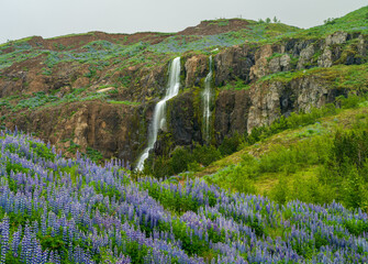 Budareyrarfoss waterfall cascades down the mountain by the port of Seydisfjordur in Iceland...