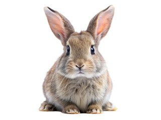 Obraz premium studio portrait of cute rabbit isolated on white background png ai generated