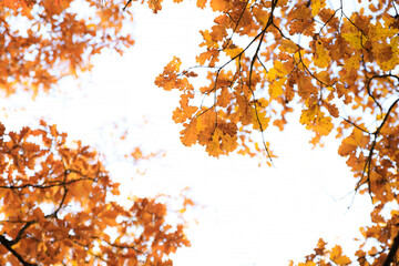 Background: Autumn leaves against the sky. Article about autumn. Yellow leaves