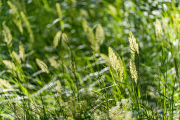 Summer meadow of bright green grass