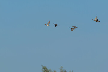 Obraz premium A flock of wild ducks flying against a blue sky background