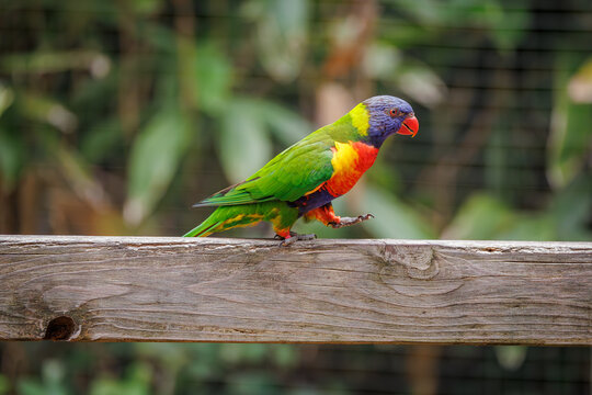 Rainbow Lorikeets at a zoo aviary in Alabama. A species of parrot native to Australia found in rainforest habitat.
