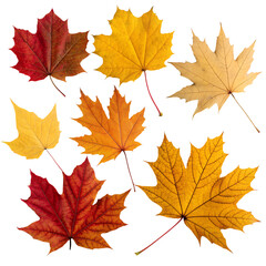 Obraz premium maple leaves isolated on white