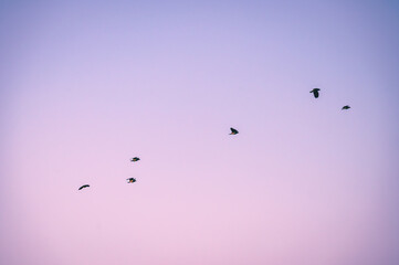 A poetic series of bird photography capturing the grace and freedom of flight against pastel skies and treetop silhouettes. The image the drama of large flocks moving as one.