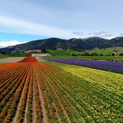 Colorful flower fields stretching across a valley