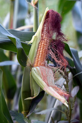 corn in the field