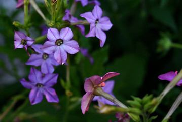 Fototapeta premium Multicolored flowers of decorative tobacco. Nicotiana alata. Garden tobacco. A scattering of flowers in the garden.
