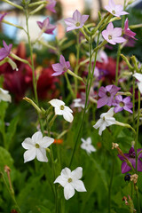 Multicolored flowers of decorative tobacco. Nicotiana alata. Garden tobacco. A scattering of flowers in the garden.