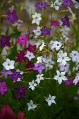 Multicolored flowers of decorative tobacco. Nicotiana alata. Garden tobacco. A scattering of flowers in the garden.