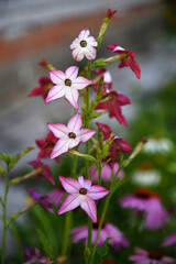Multicolored flowers of decorative tobacco. Nicotiana alata. Garden tobacco. A scattering of flowers in the garden.