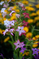 Obraz premium Multicolored flowers of decorative tobacco. Nicotiana alata. Garden tobacco. A scattering of flowers in the garden.