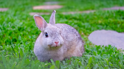 Gray Netherland Dwarf rabbit on grass lawn in a farm, adorable pet portrait
