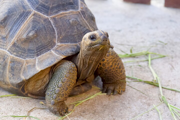 Fototapeta premium Young Aldabra tortoise on the floor inside of concrete pond in the zoo