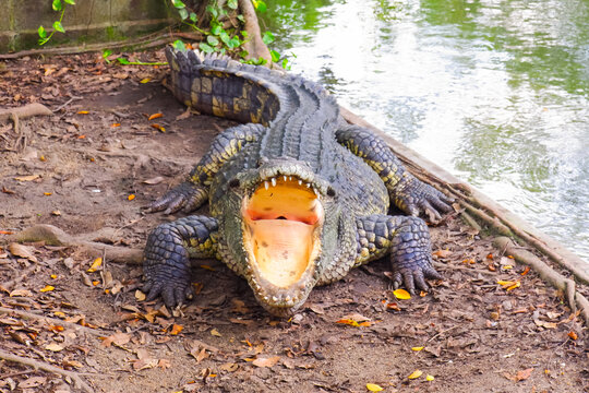 Large crocodile is opening its mouth while sunbathing on the ground in a pond at the zoo